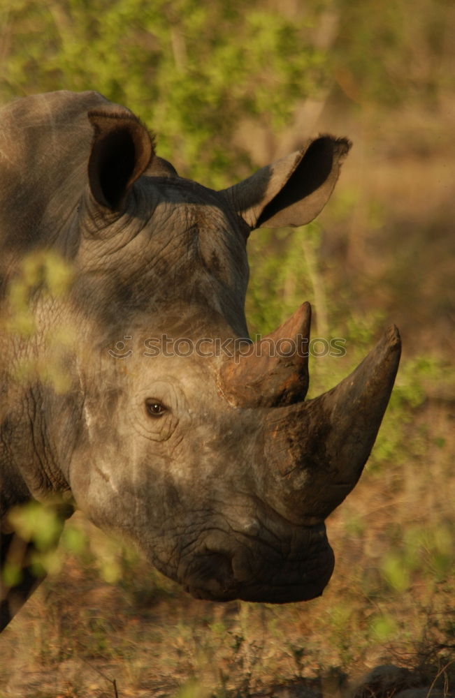 Similar – Image, Stock Photo Rhino mother with child