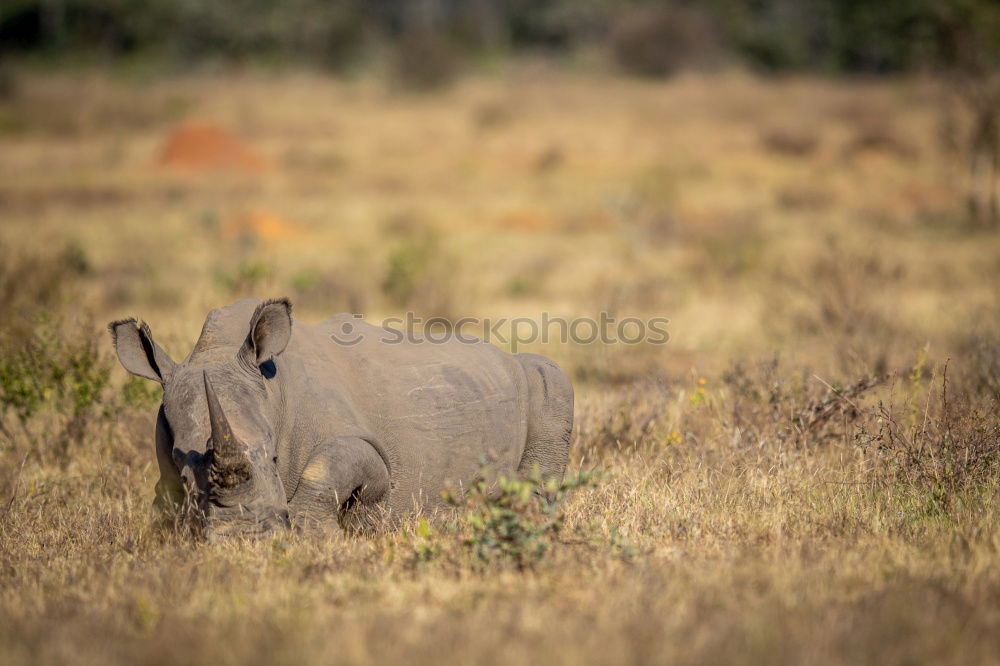 Similar – Image, Stock Photo # 846 Elephant Colossus