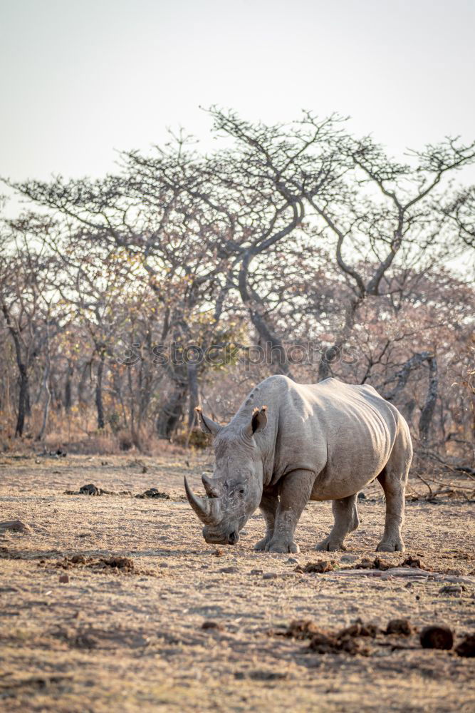 Similar – Image, Stock Photo rhinoceros Environment