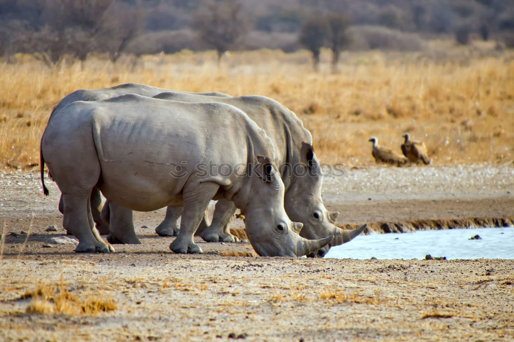 Image, Stock Photo Rhino 4 Vacation & Travel