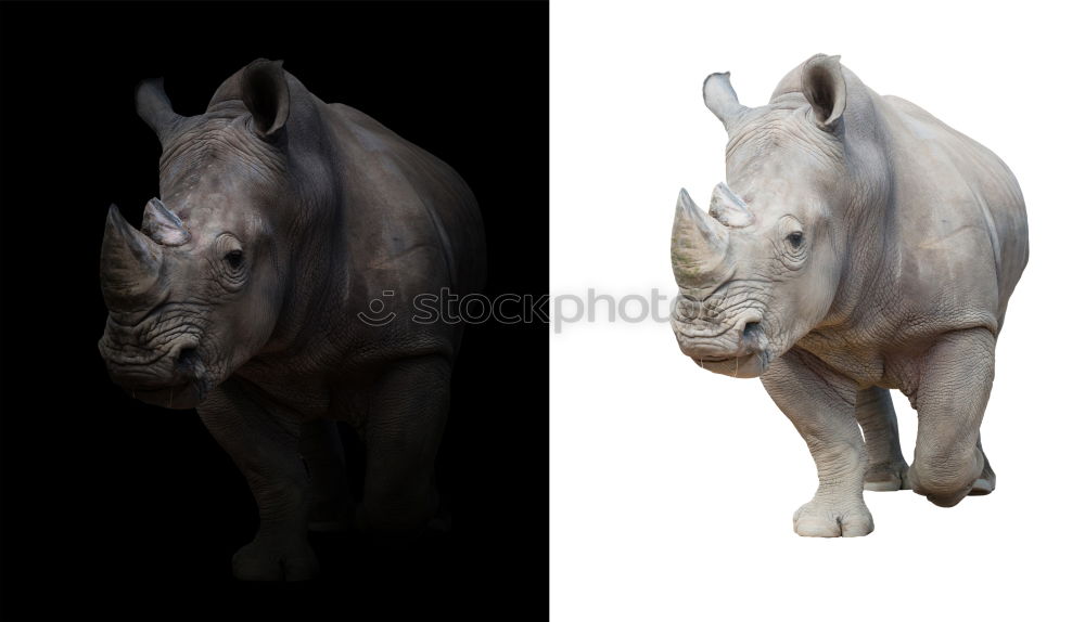 Similar – Foto Bild nashorn exotisch Spielen