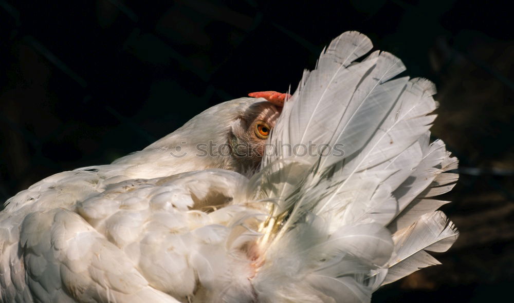 Similar – Image, Stock Photo Tiger Feet I Yellow Goose