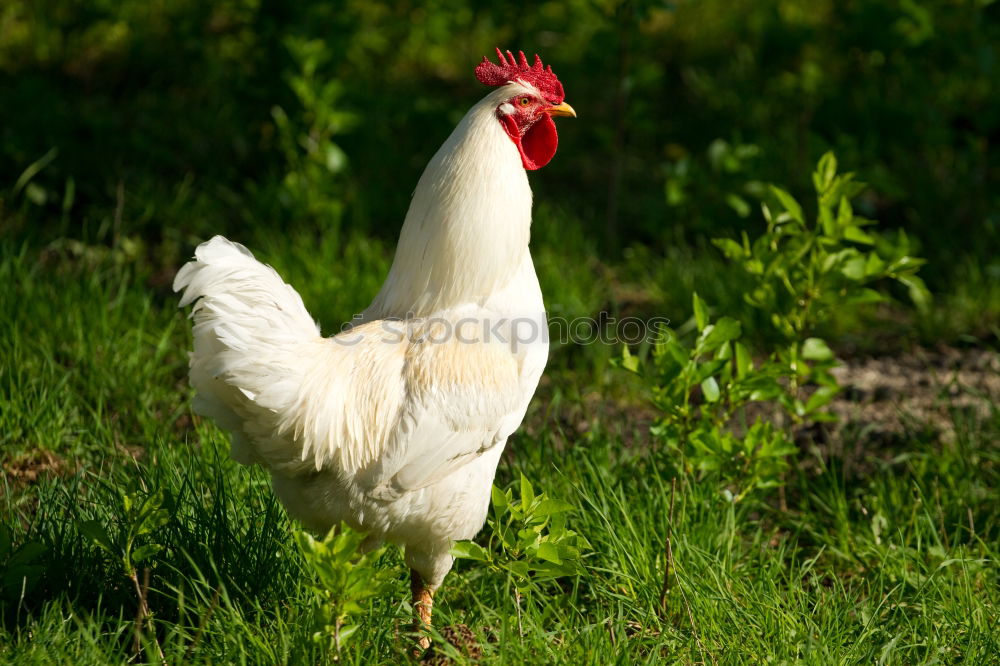 Similar – cock Nature Meadow Animal