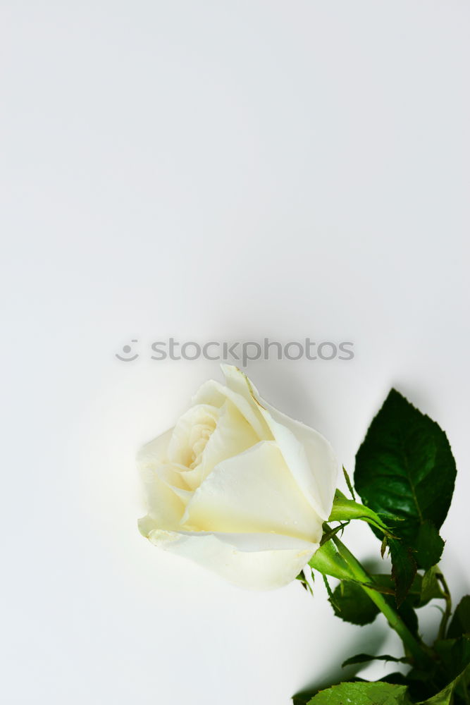 Similar – Image, Stock Photo death by stoning Flower