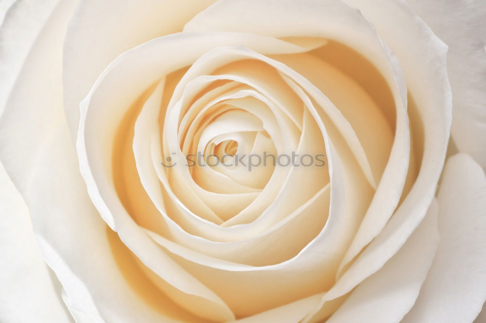 Image, Stock Photo Beautiful big white rose