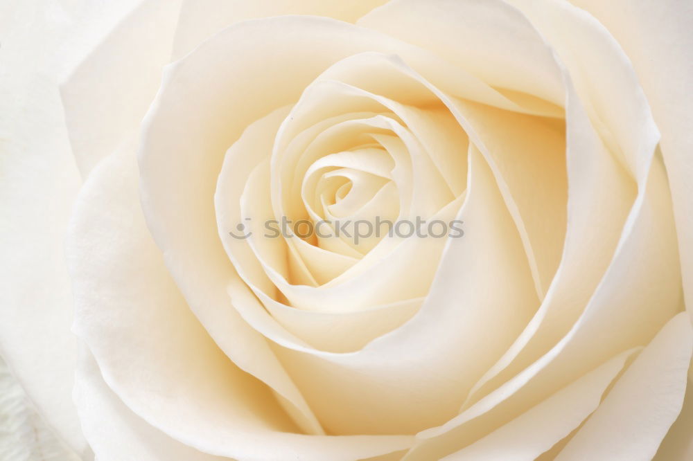 Similar – Image, Stock Photo Beautiful big white rose