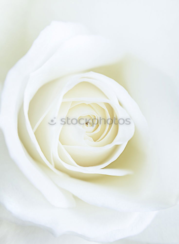 Similar – Image, Stock Photo Beautiful big white rose