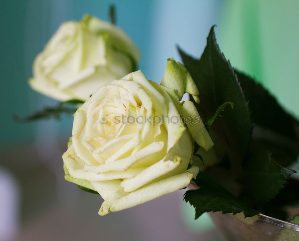 Similar – Image, Stock Photo bouquet of blossoming jasmine