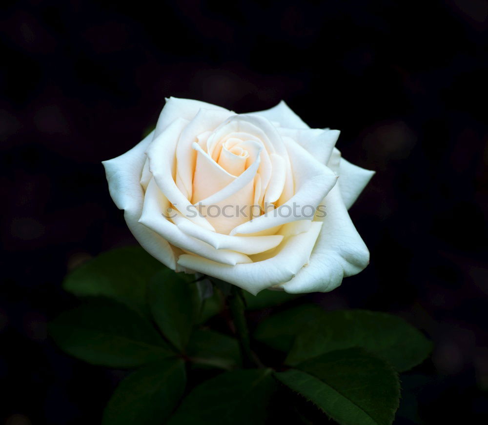 Similar – Foto Bild rose glühend Rose Blume