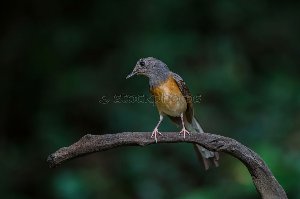 Similar – Image, Stock Photo Redstart Environment