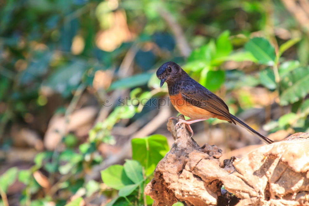 Similar – Image, Stock Photo Redstart Environment