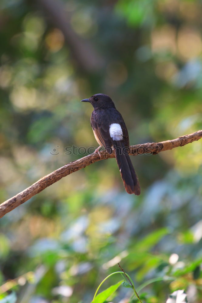 Similar – Image, Stock Photo Fork-tailed Drongo Summer