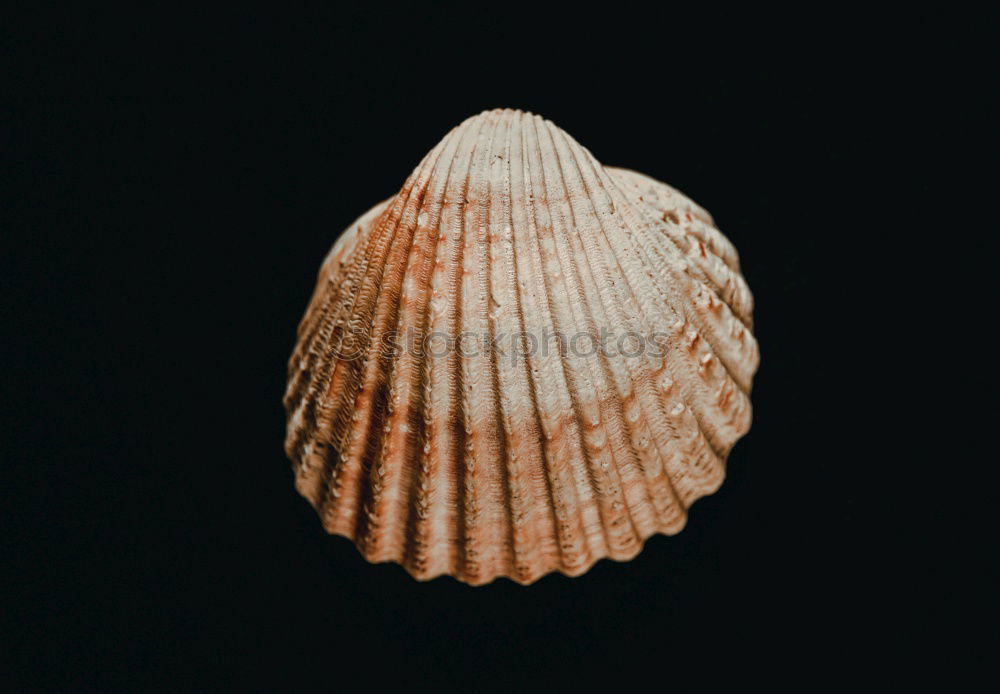 Similar – Image, Stock Photo uninhabited Mussel White