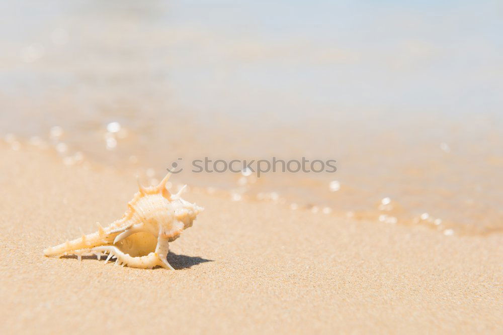 Image, Stock Photo Run, Forest, run!