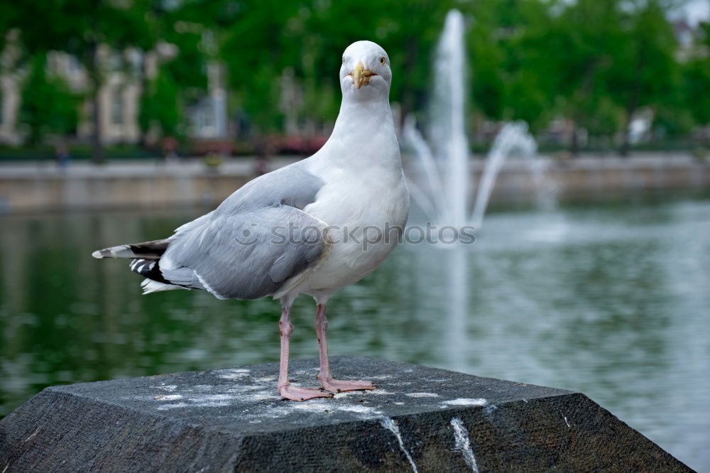 Similar – The dove on the hot tin roof