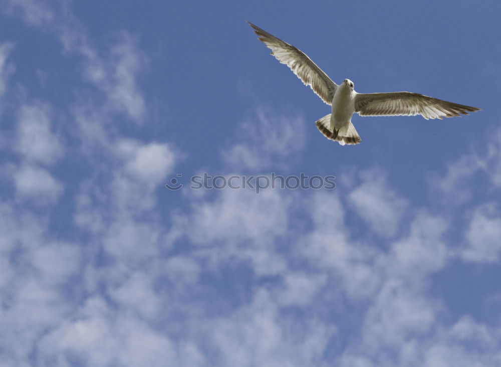 Image, Stock Photo seagull Bird Air Seagull