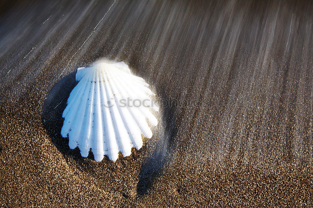 Strandgut im Abendlicht