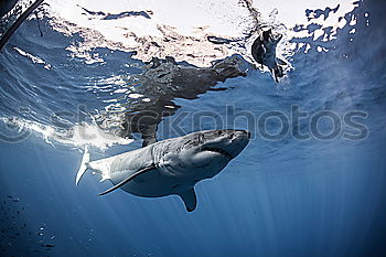 Similar – 3 dolphins playing in the water