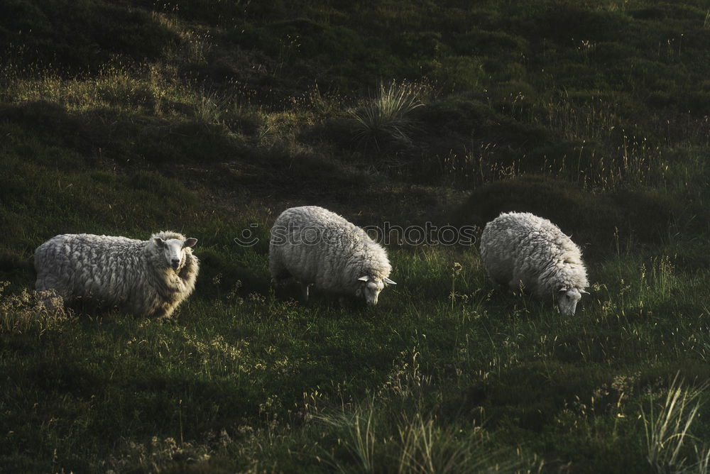 Similar – sheep song Energy industry