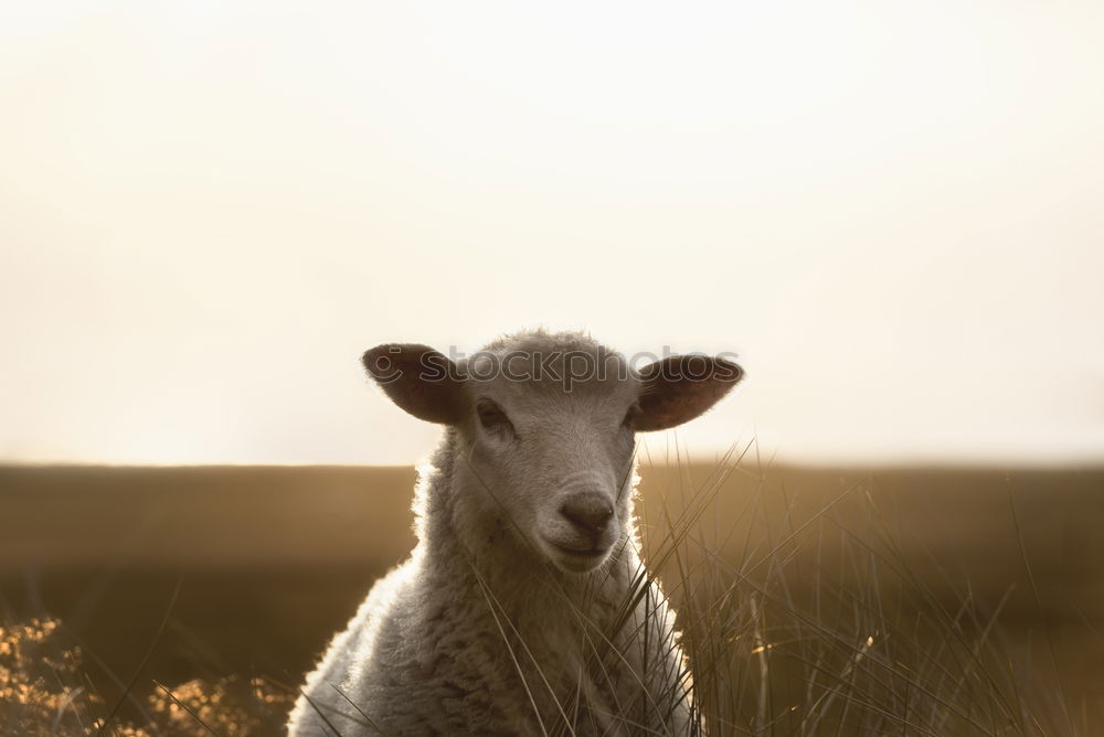 Similar – Sheep in a pasture