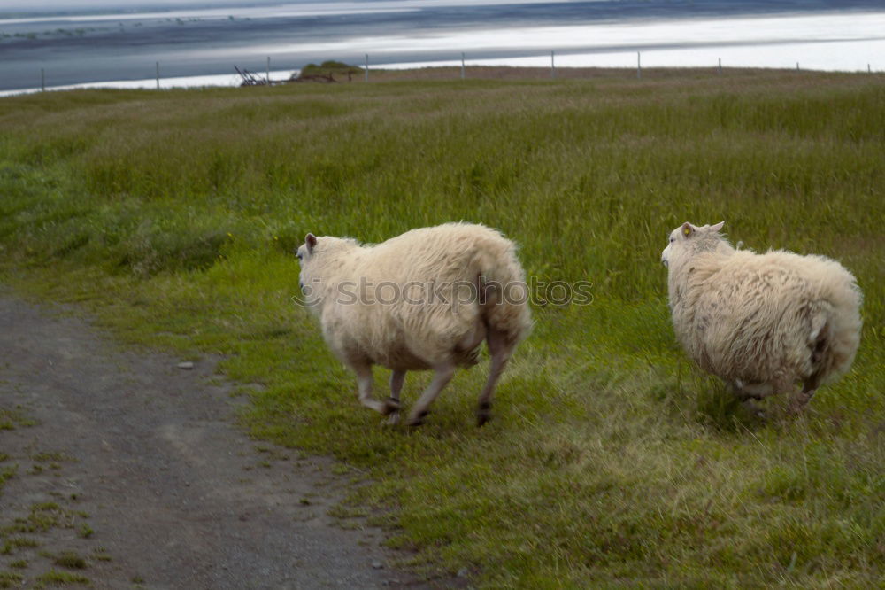 Similar – Foto Bild Neugierde Karla Natur