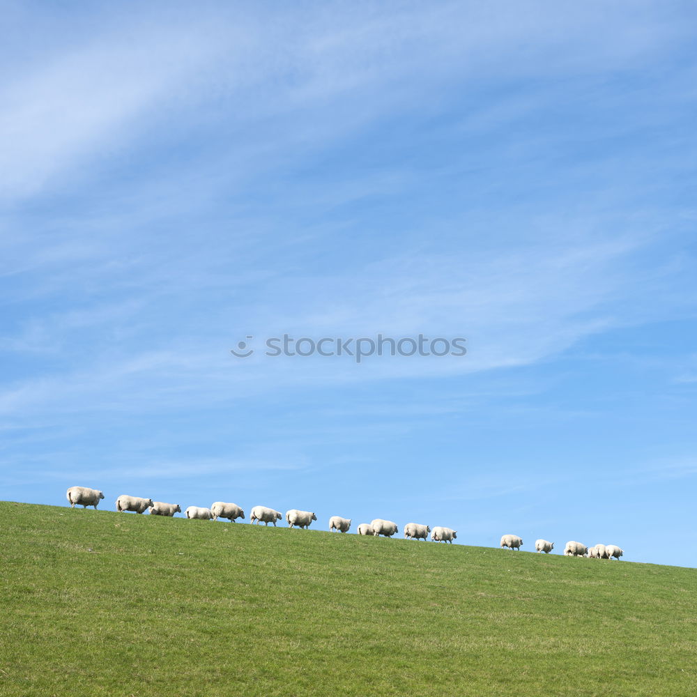 Similar – Foto Bild Faulenzen als Gruppenzwang bei Schafen