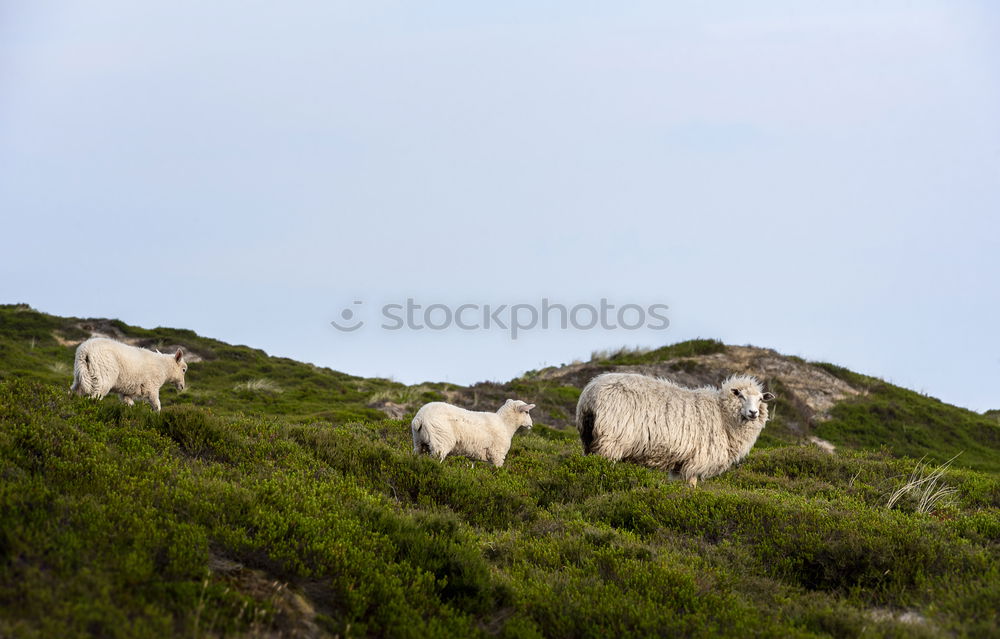 Similar – Foto Bild sheep Haushuhn