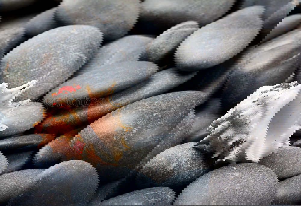 Similar – Image, Stock Photo Dried fish in a bag with paper on a black surface