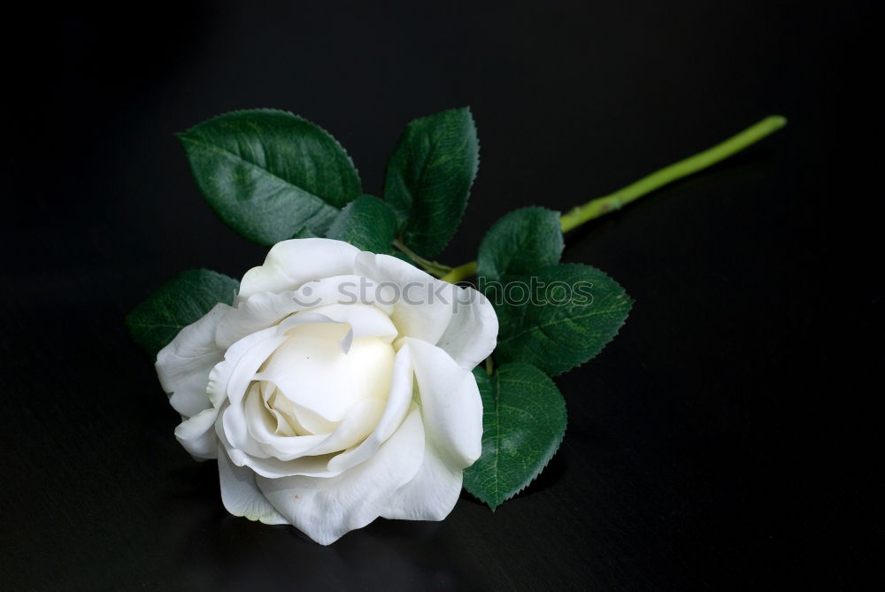 Image, Stock Photo bouquet of blossoming jasmine