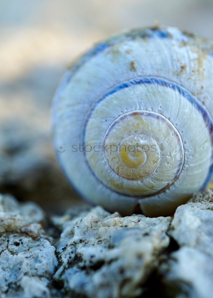 Similar – Image, Stock Photo snail Nature Animal Spring