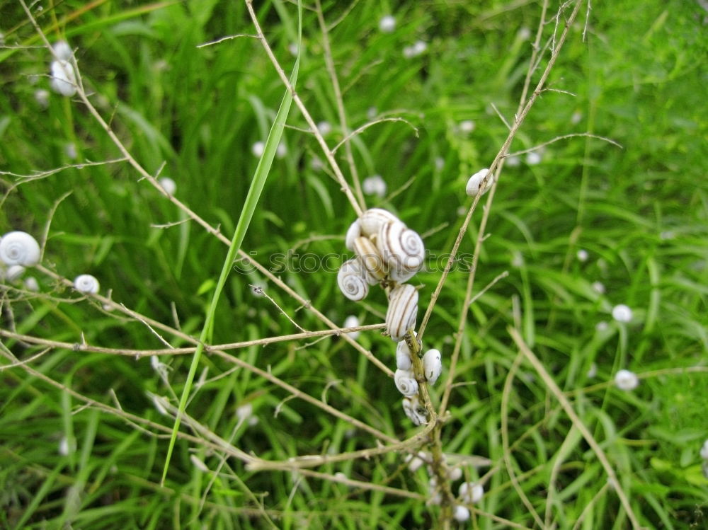 Similar – Nest of the oak tree Life