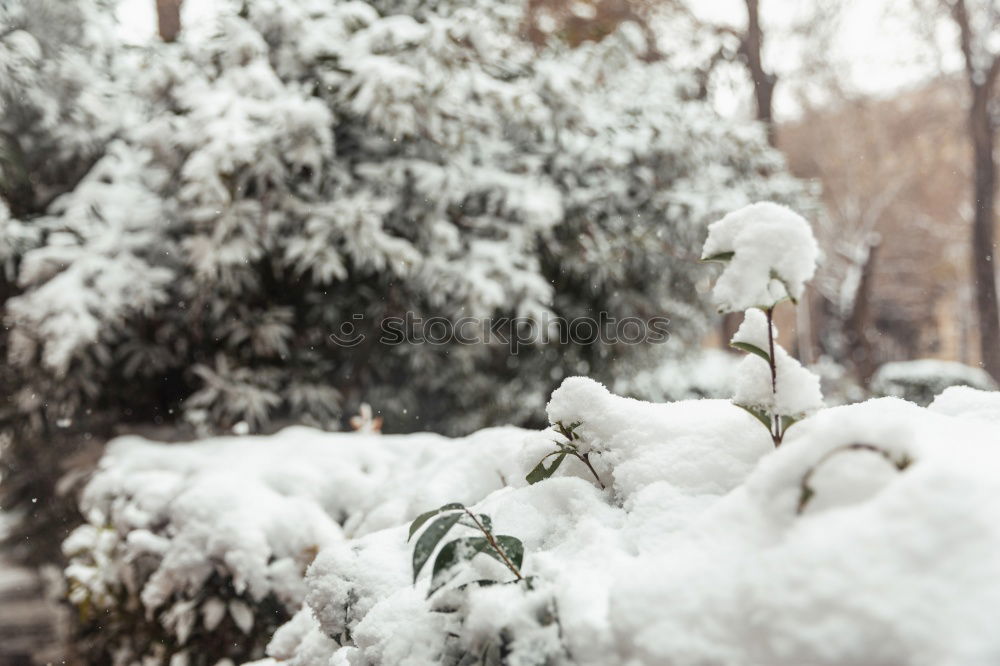 Similar – Image, Stock Photo Wooden christmas tree on snow.