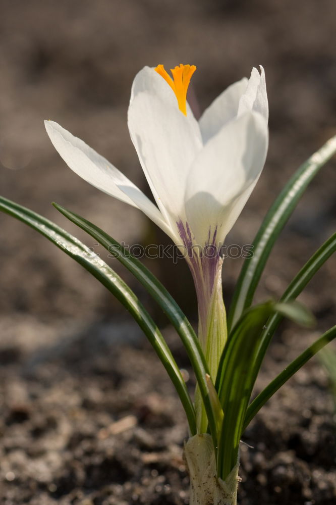 Similar – Image, Stock Photo snowdrops Environment
