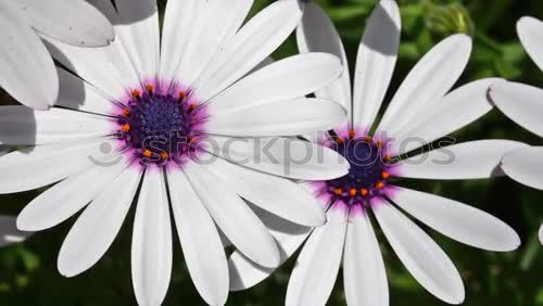 Similar – purple rope Flower Plant