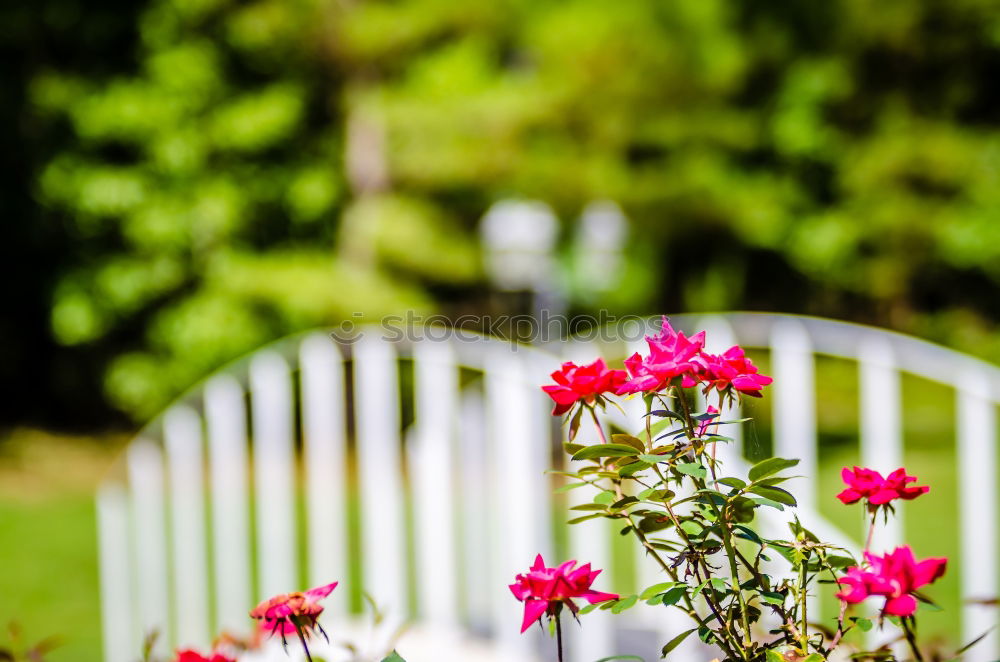 Similar – Flower pots on terrace or balcony