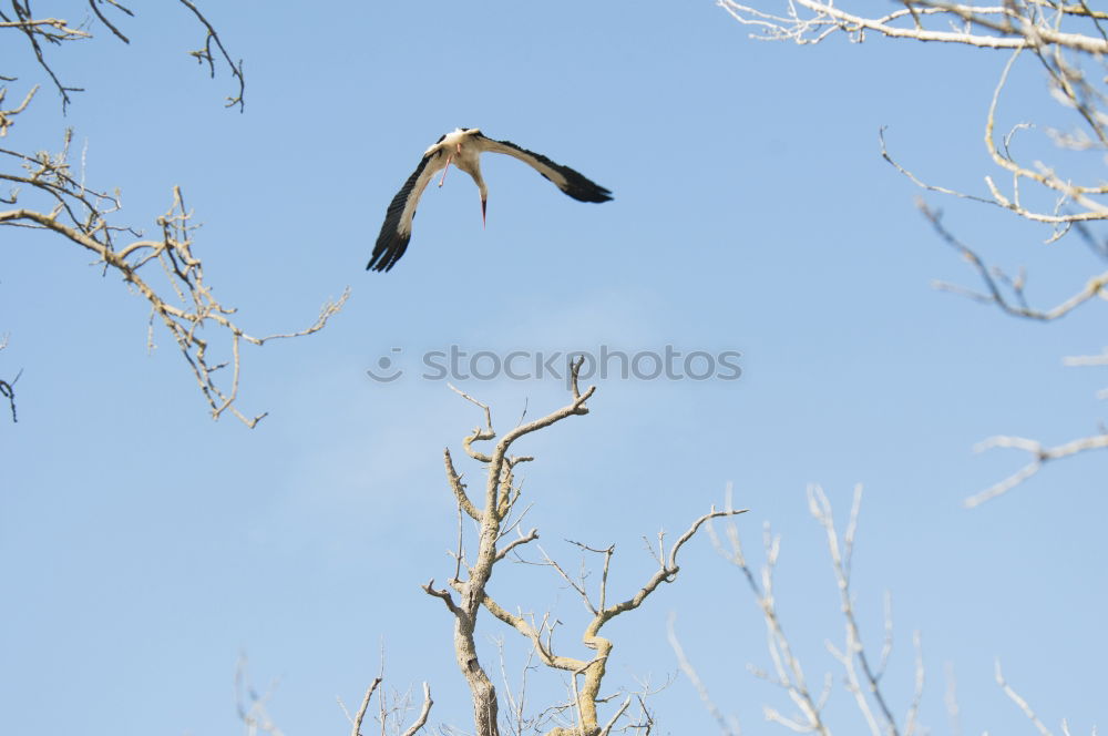 Similar – Magpie in fast flight