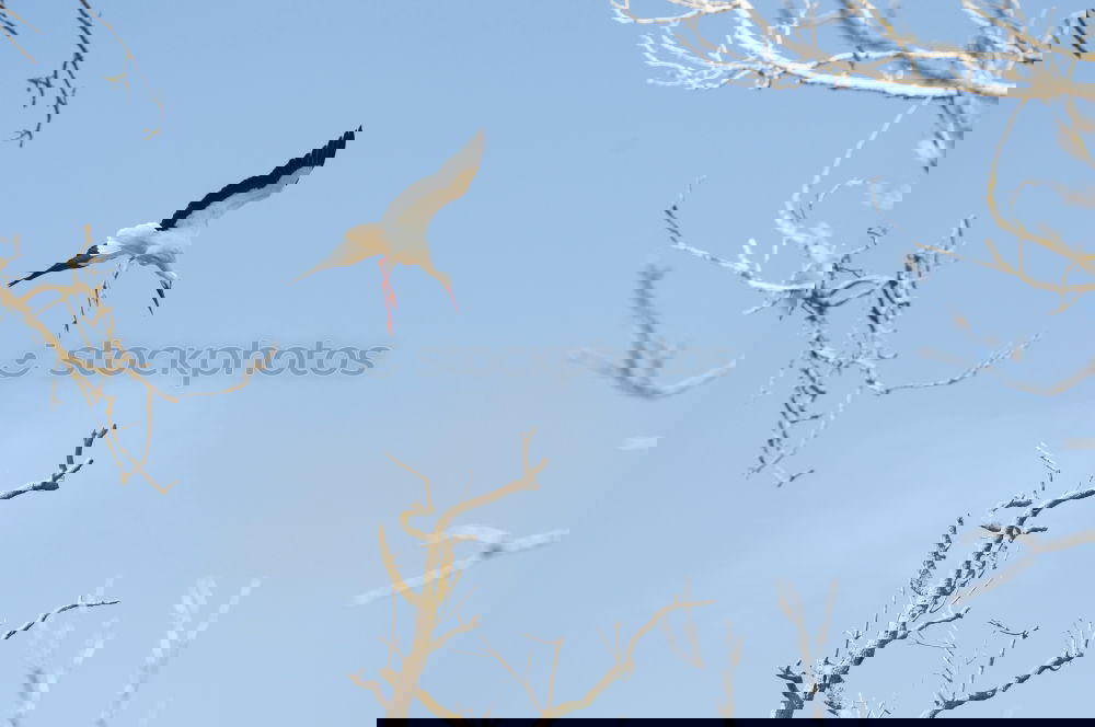 Similar – Image, Stock Photo Black feathered cattle Sky