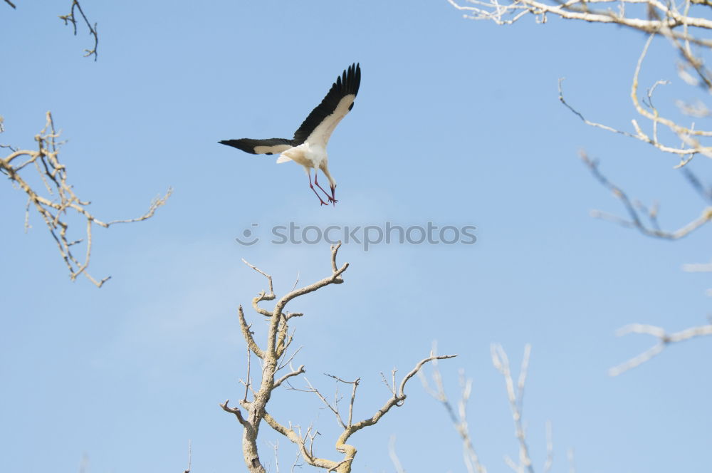 Magpie in fast flight