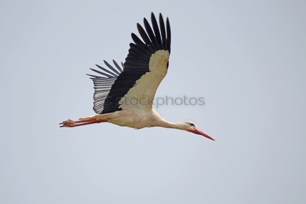 Similar – stork Sky Clouds