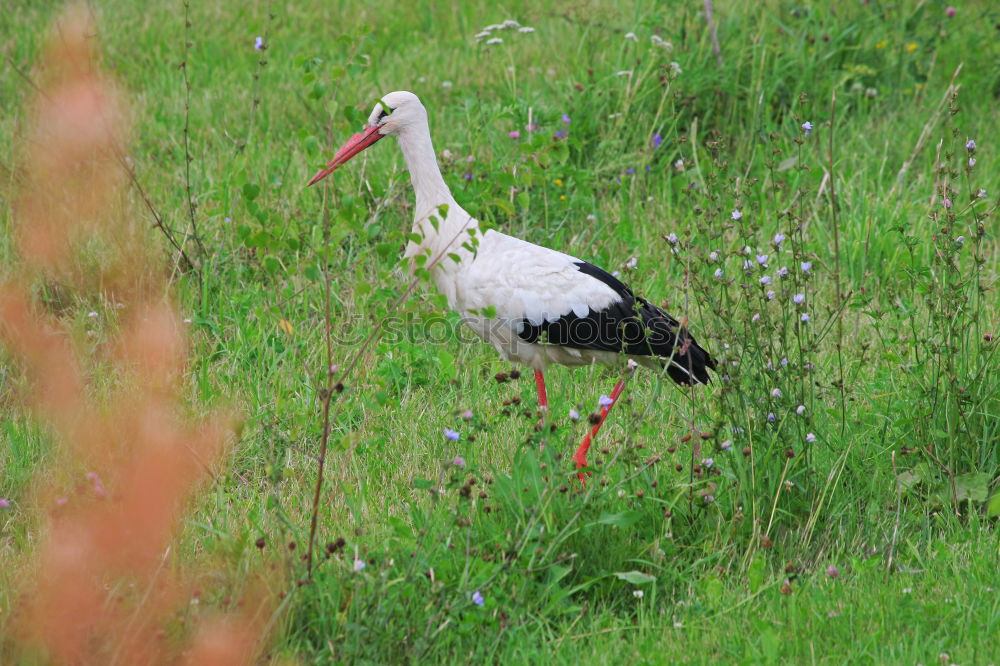 Similar – Stork in salad Environment