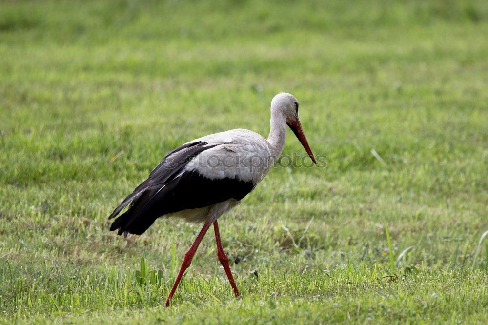 Similar – white stork foraging for food in the green field