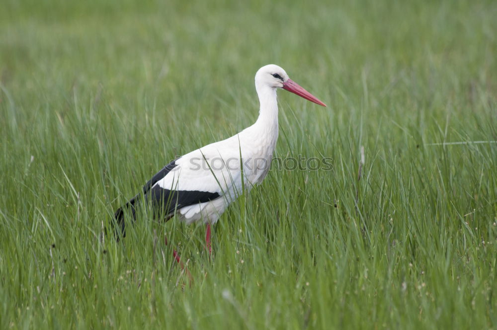 white stork foraging for food in the green field