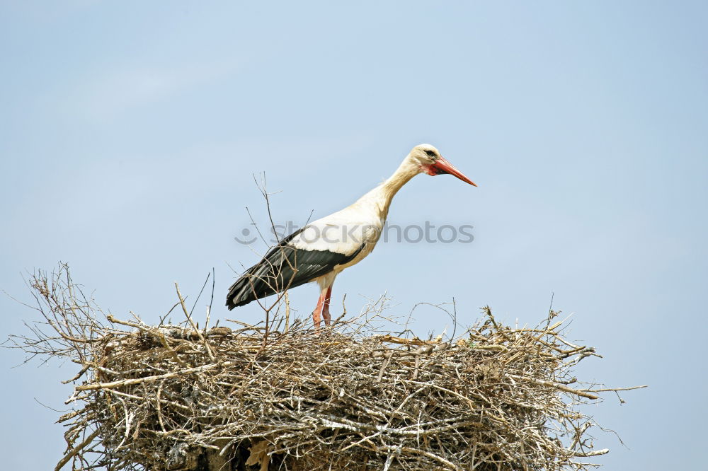 Similar – Image, Stock Photo in joyful anticipation…