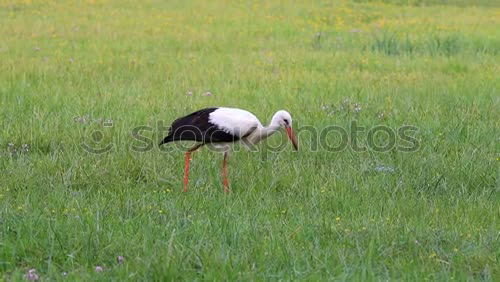 Similar – Image, Stock Photo Stork with fat prey in its beak