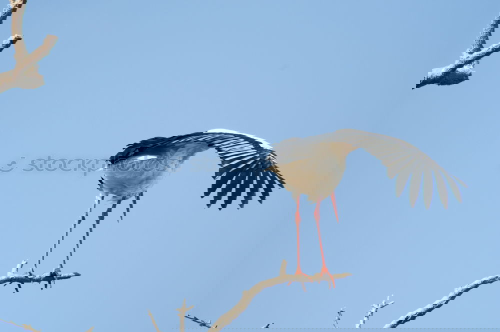 Similar – Image, Stock Photo View bird of prey