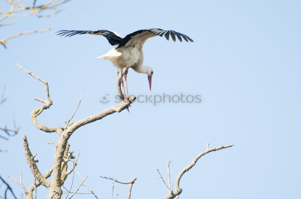 Similar – Magpie in fast flight