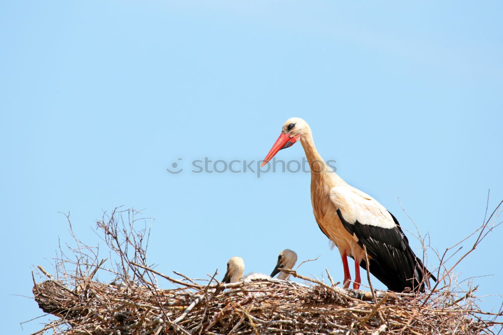 Similar – beauty care Stork