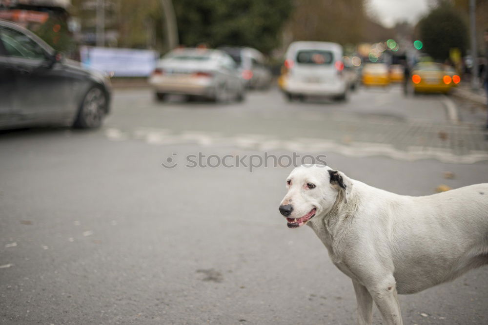 Similar – Image, Stock Photo go for a walk Dog 1 Animal