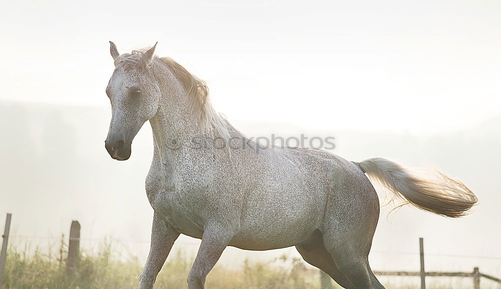 Similar – Image, Stock Photo Beautiful black stallion rises