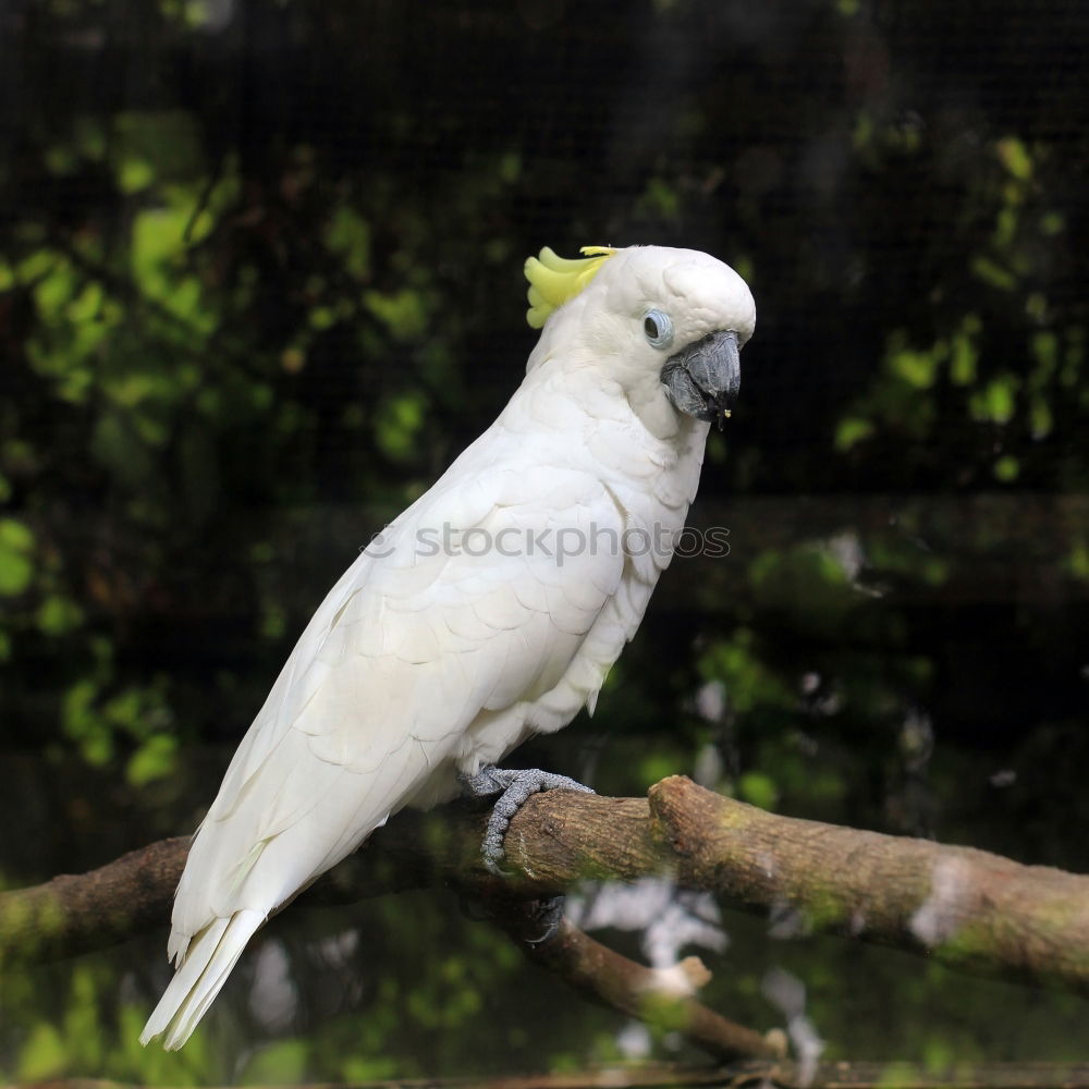 Similar – Image, Stock Photo cockatoo Tree Leaf Animal